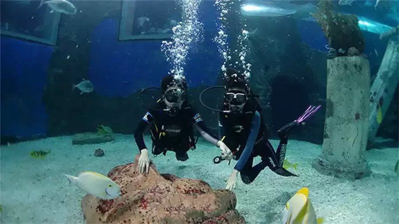潜水体验：探索深海的奇妙之旅